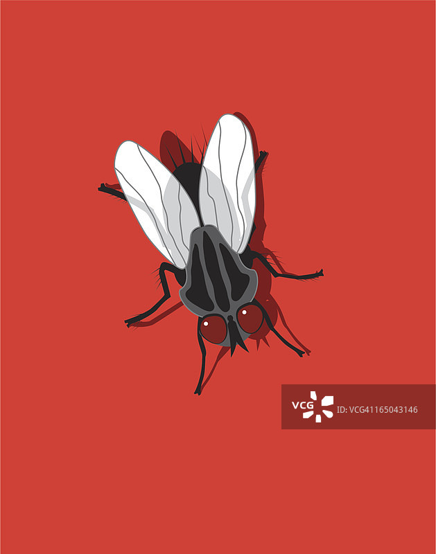 黑色苍蝇图片素材