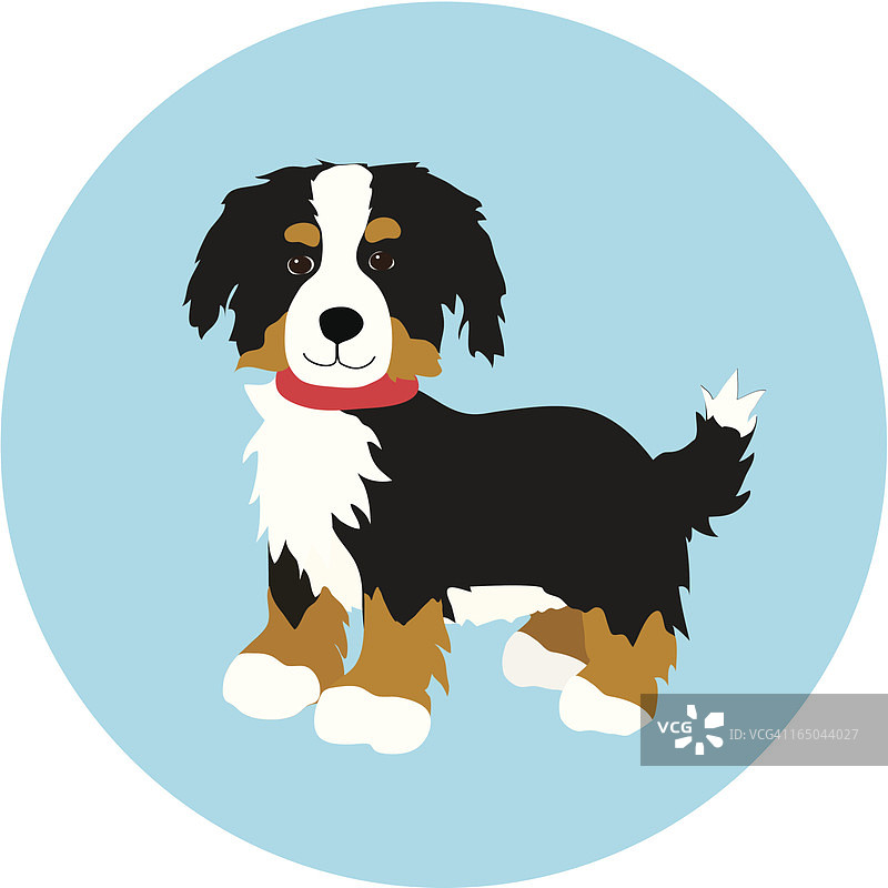 伯恩山幼犬图片素材