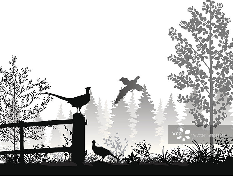 有野鸡的风景图片素材