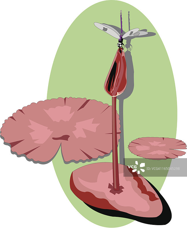 荷叶上的豆娘图片素材