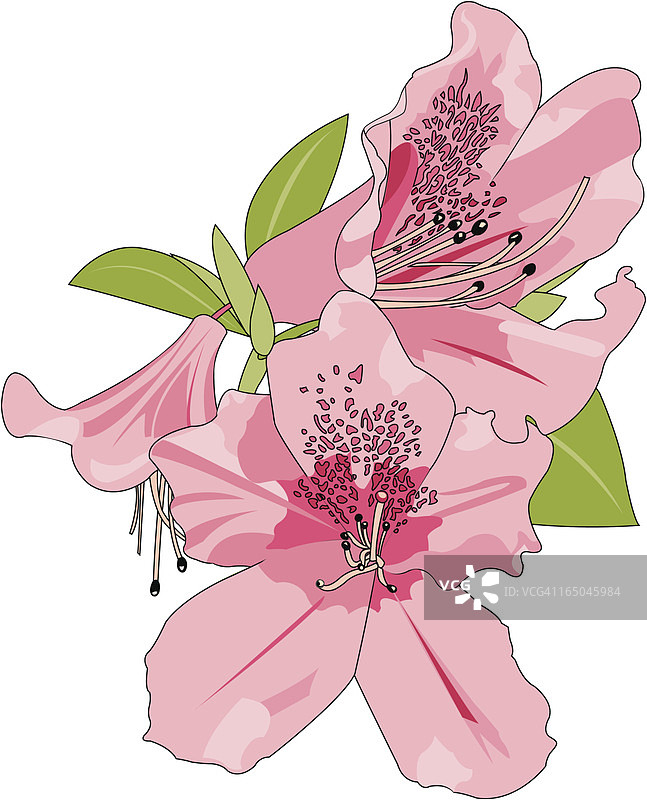 白色背景上的粉红色杜鹃花卡通图像图片素材