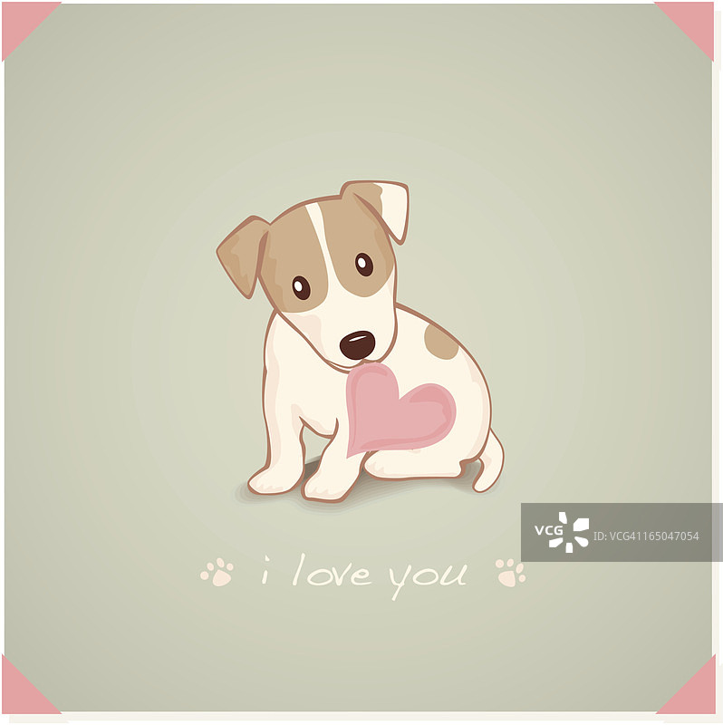 嘴里叼着心形信息的杰克罗素梗图片素材