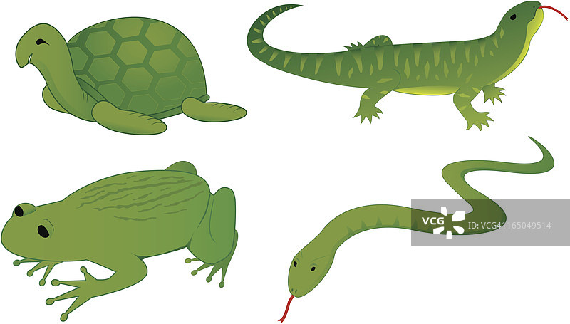 四种爬行动物图片素材