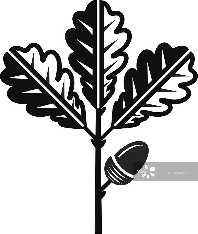 橡树叶和橡子图片素材