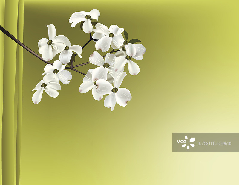 山茱萸树枝图片素材