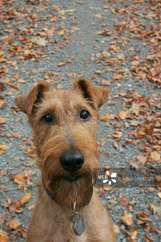 棕色爱尔兰梗犬特写图片素材