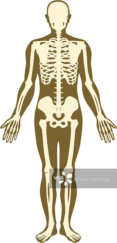 骷髅和身体图片素材