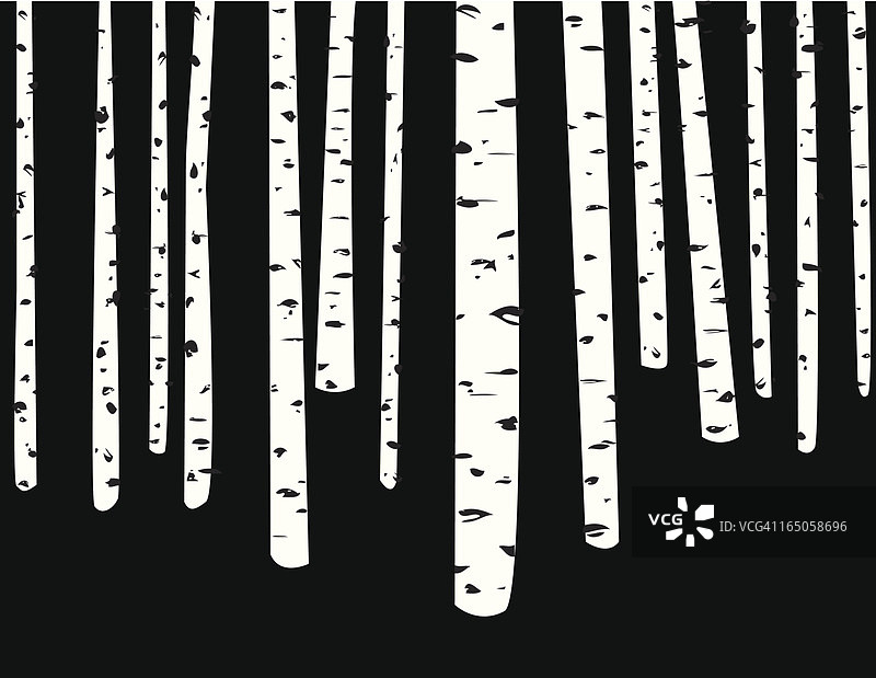 桦树林图片素材