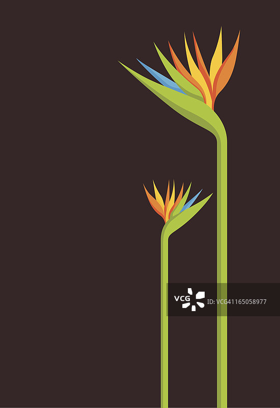 天堂鸟图片素材