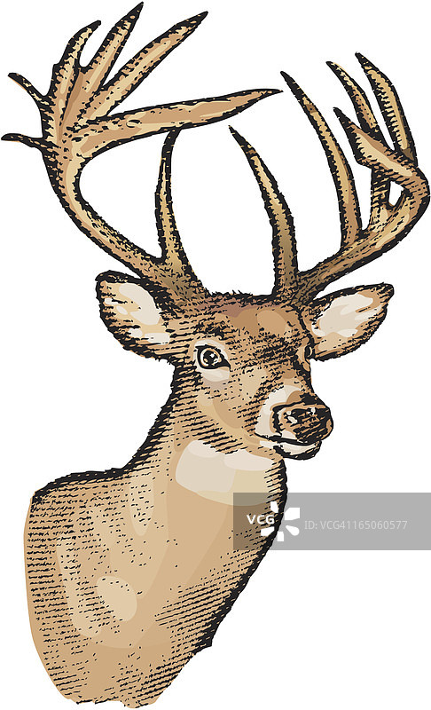 战利品雄鹿图片素材