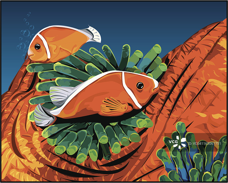 海葵鱼图片素材