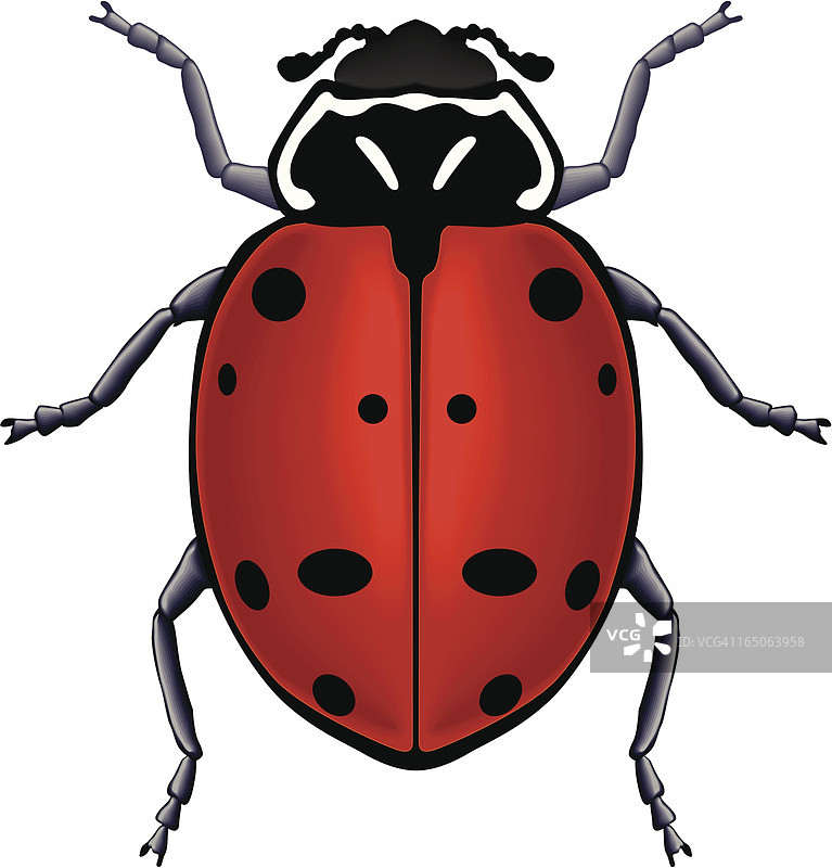 瓢虫图片素材