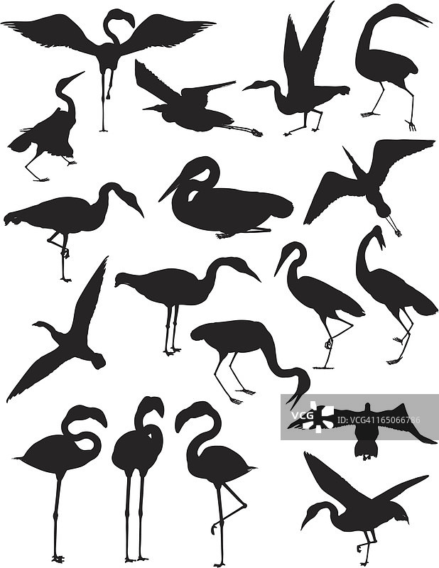 鸟类：鹤、鹭和火烈鸟图片素材