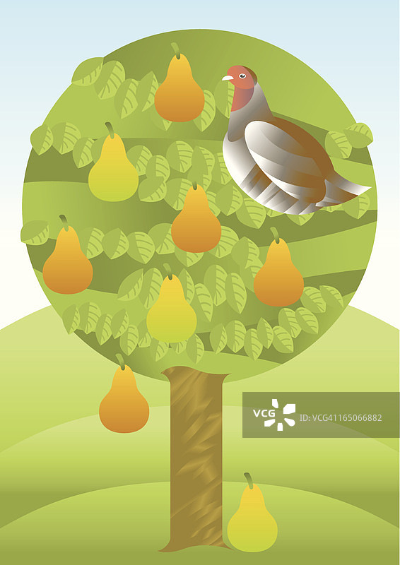 梨树上的鹧鸪图片素材