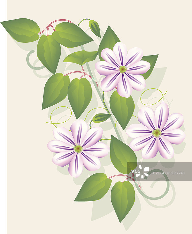 铁线莲“焰火”图片素材