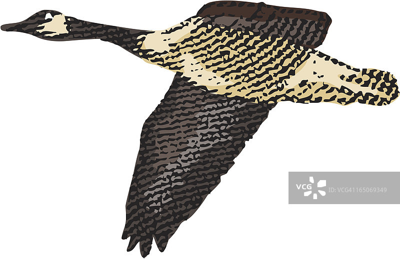 张开翅膀的加拿大鹅图片素材