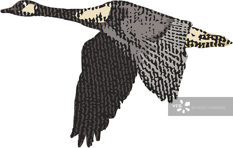 奋力飞翔的加拿大鹅图片素材