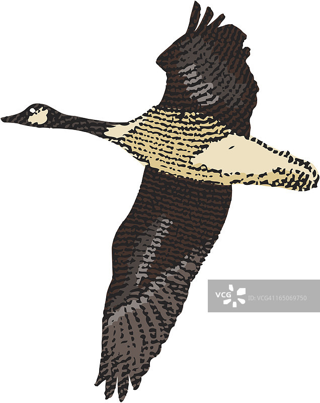 张开胸膛飞翔的加拿大黑雁图片素材