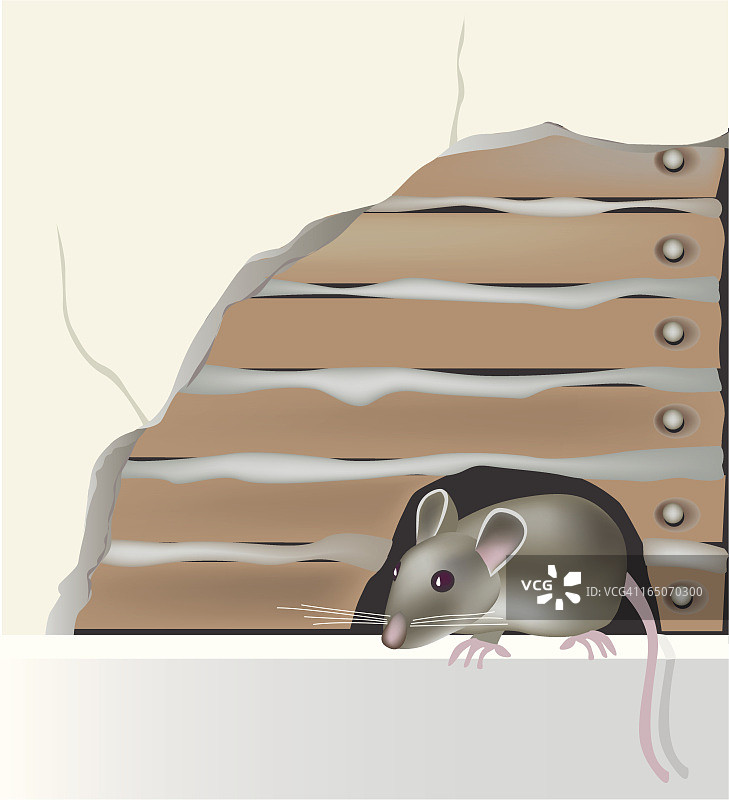房子里的老鼠图片素材