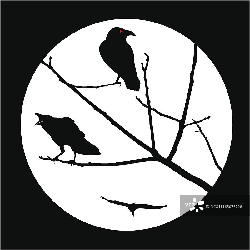 乌鸦图片素材