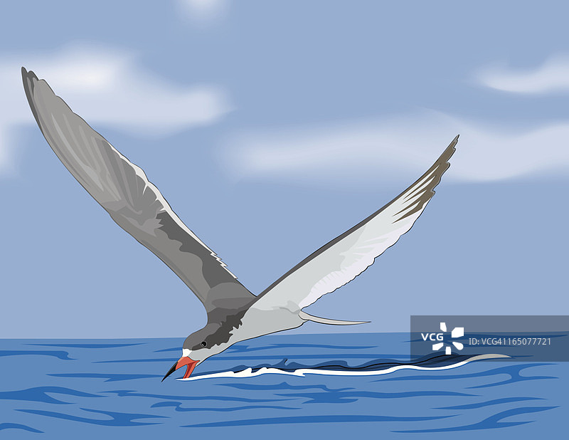 黑燕鸥类图片素材