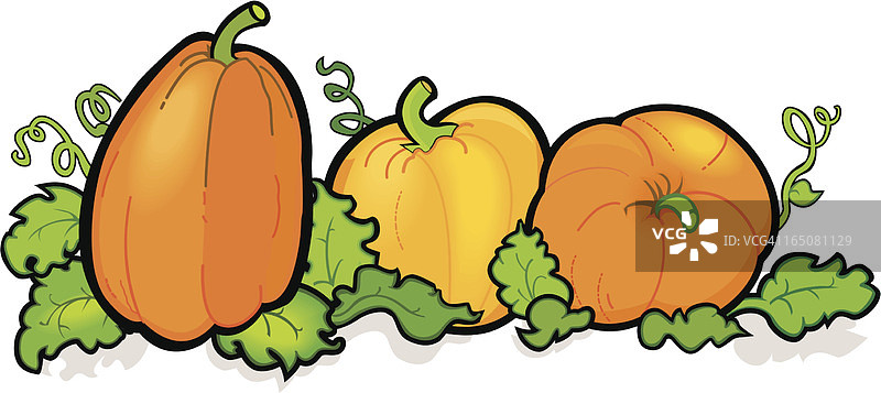 南瓜补丁图片素材