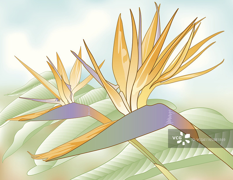 天堂鸟图片素材