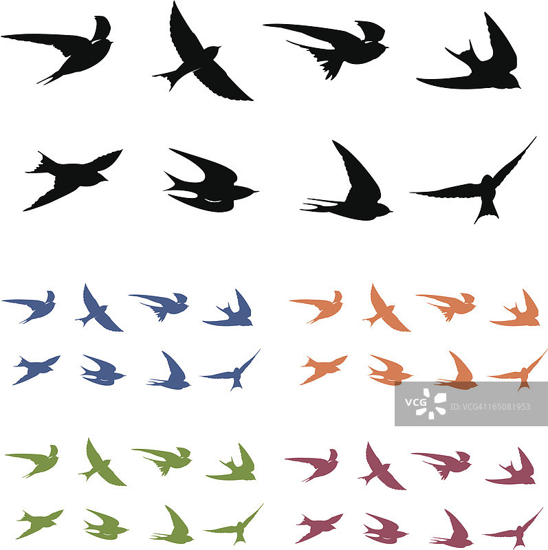 飞行中的燕子图片素材