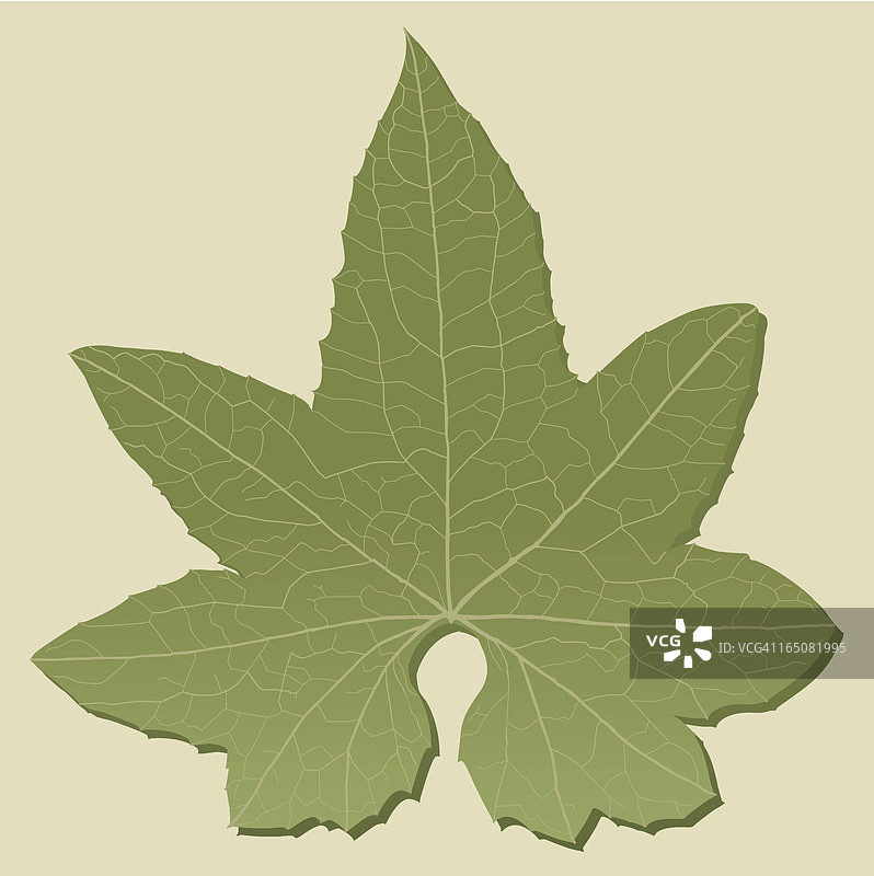 叶子细节图片素材