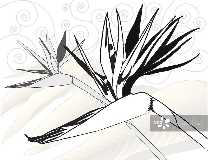 黑白天堂鸟图片素材