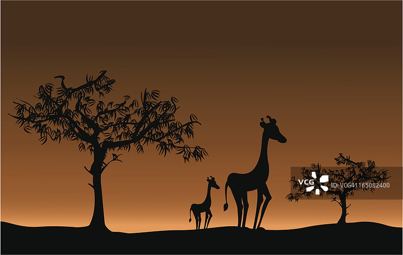 非洲长颈鹿图片素材