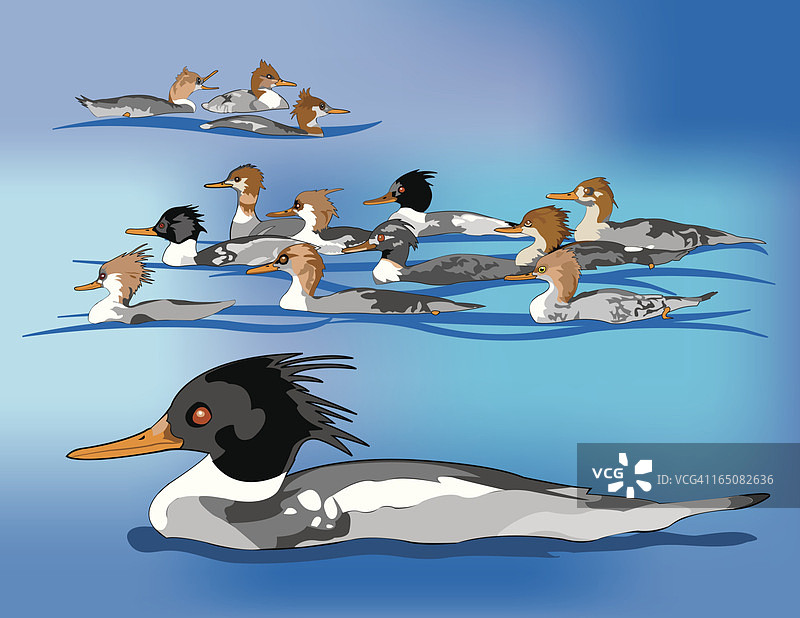 红胸秋沙鸭图片素材