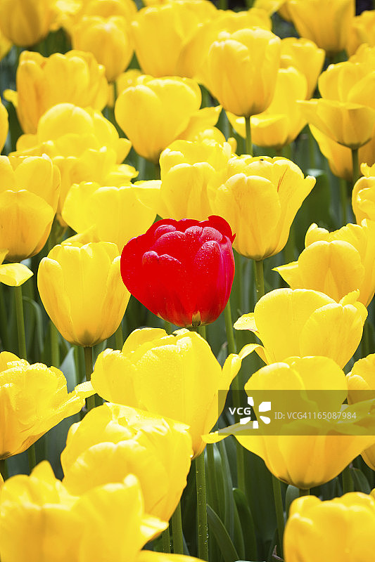 郁金香图片素材