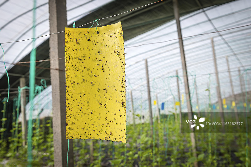 温室捕蝇纸图片素材