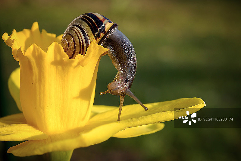 坐在花丛中的小蜗牛图片素材