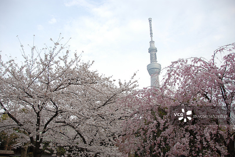 浅草006图片素材