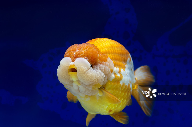 兰寿金鱼图片素材