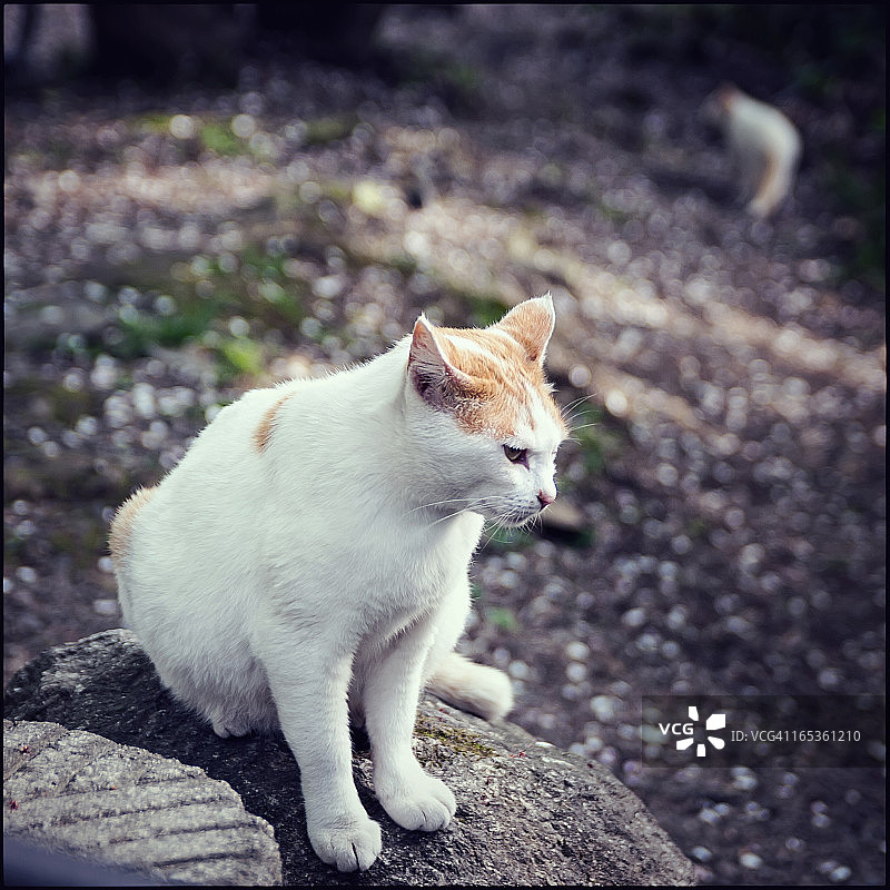 在岩石上图片素材