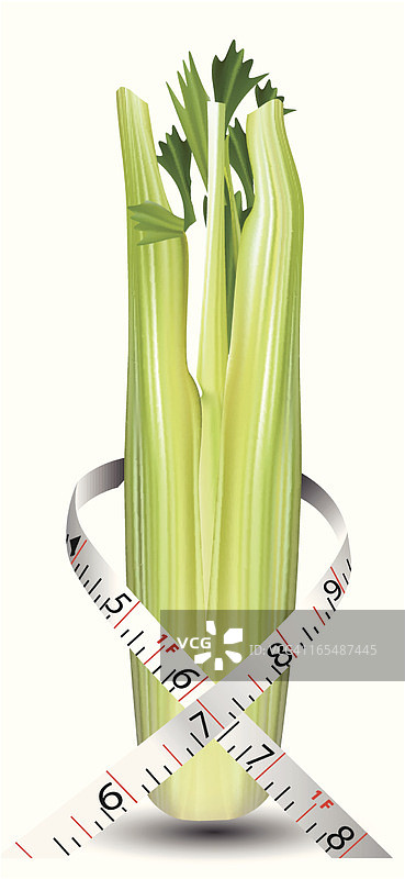 芹菜 - 矢量素材图片素材