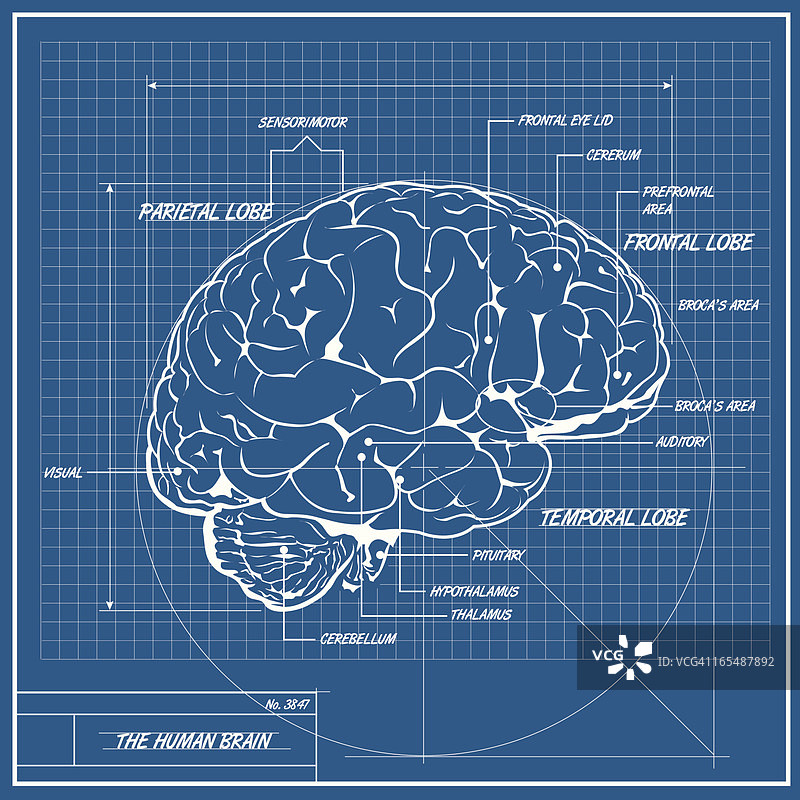 矢量人脑结构蓝图图片素材