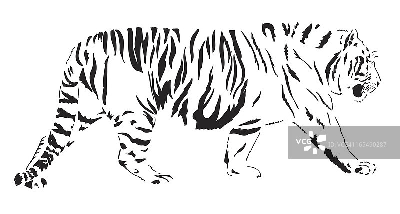 孟加拉虎图片素材