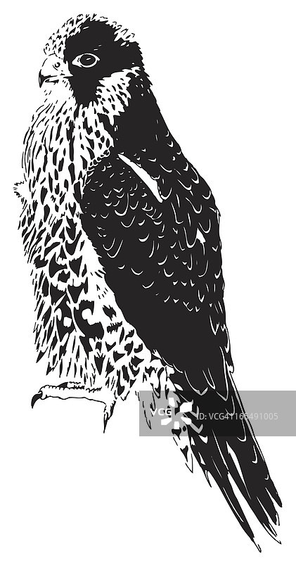 鹰的插画图片素材