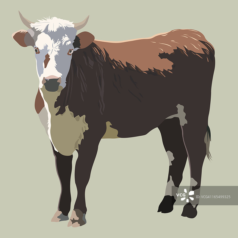 肉牛矢量图图片素材