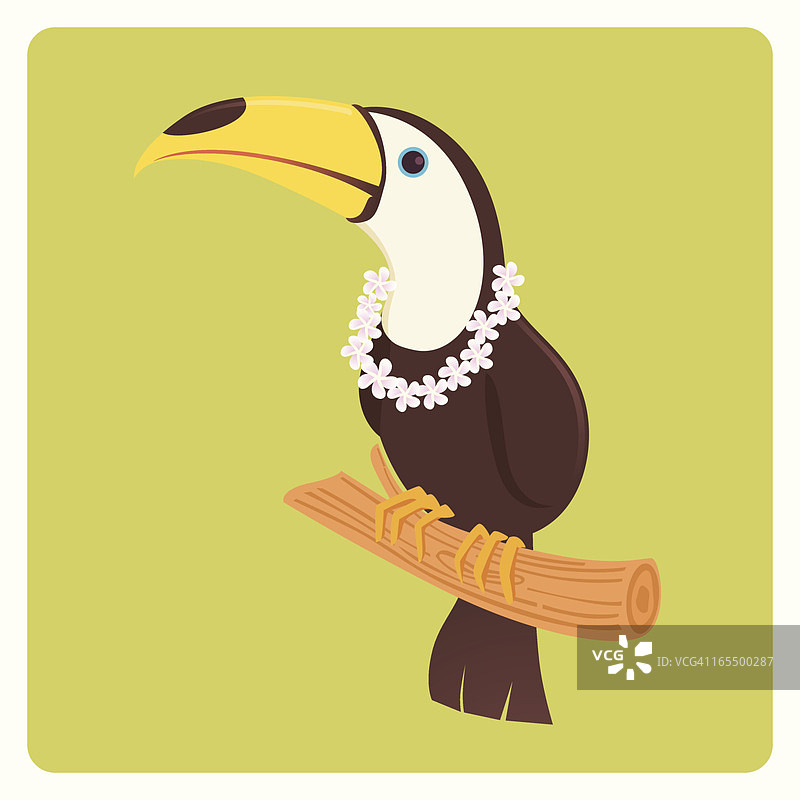巨嘴鸟图片素材