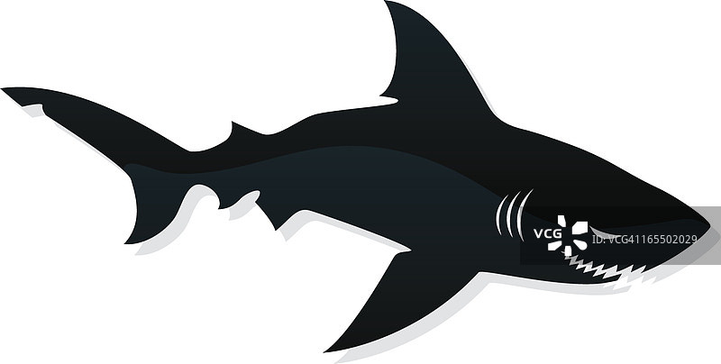 白色背景上的黑鲨图片图片素材