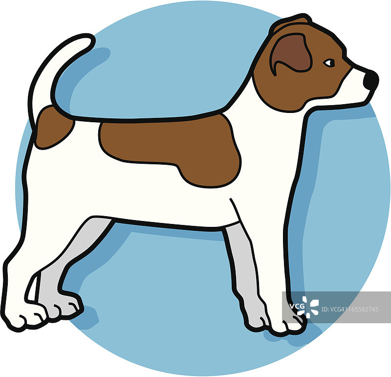 杰克罗素梗犬幼犬图片素材