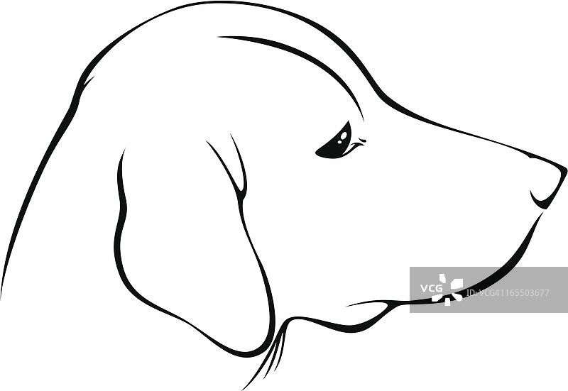 拉布拉多寻回犬侧面图图片素材