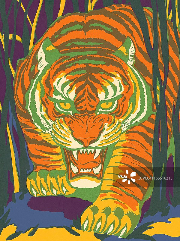 野生老虎图片素材