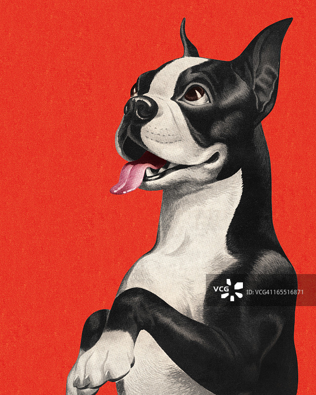 波士顿梗犬乞讨图片素材