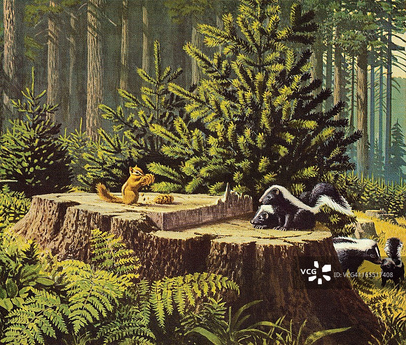 花栗鼠和臭鼬在森林里图片素材